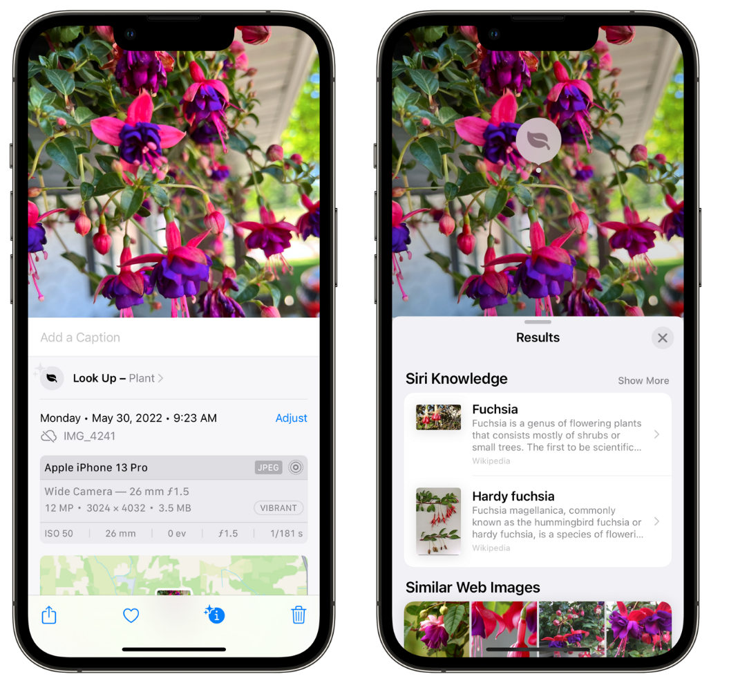 西工苹果手机维修分享小技巧：使用 iPhone 相机识别花卉植物 